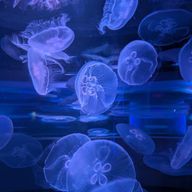 夢＿ 💐☁️ さんのアイコン画像