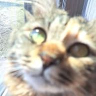 雪ねこ(*´꒳`*)さんのアイコン画像