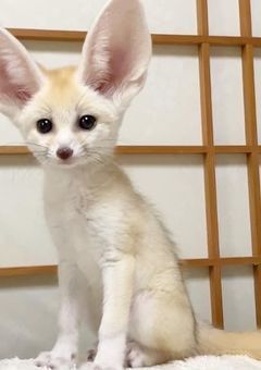 愛され小狐
