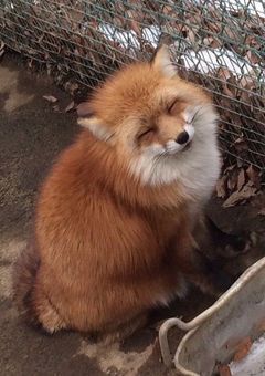 短編集