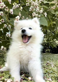 犬系イケメンと付き合ったら甘々過ぎてこまってます