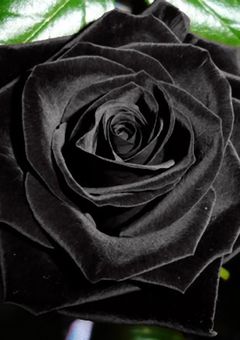 絵を載せる部屋だお！w