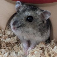 SEVENTEEN，TXT,ＢＴＳ，ペンさんのアイコン画像