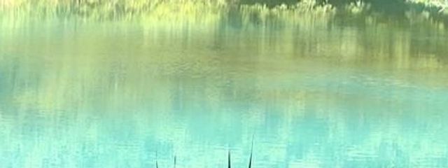 ぬしぬしさんの壁紙画像