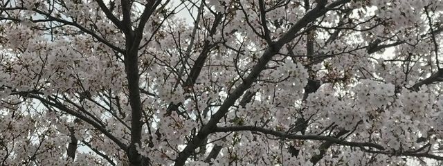 桜羽雨音 #引退さんの壁紙画像