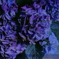 Rain.さんのアイコン画像