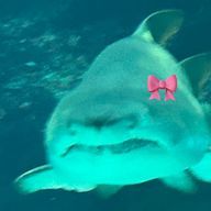 🦈ちゃんさんのアイコン画像