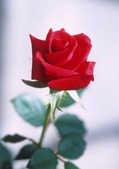   rose🥀