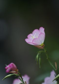 天井に張り付いた月に急かされて