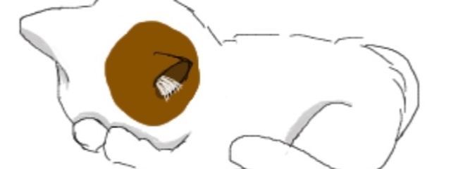 むぎきち 気まぐれ投稿中さんの壁紙画像