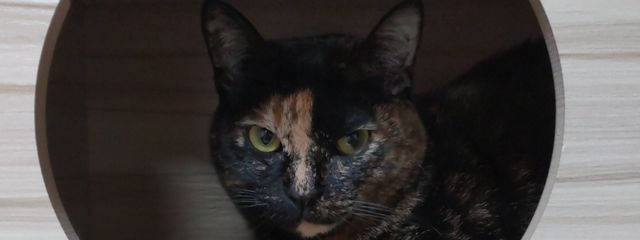 ひなたぼっこさんの壁紙画像