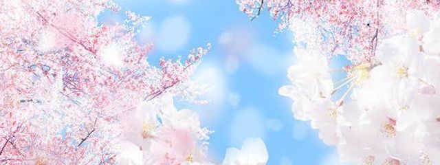 愛さんの壁紙画像
