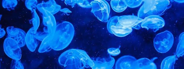 #_くろ。さんの壁紙画像