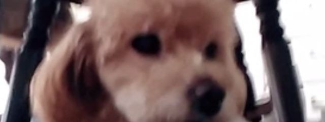 まりももさんの壁紙画像