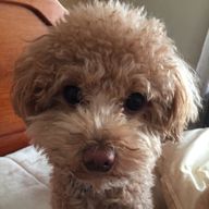 まりももさんのアイコン画像