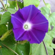 hamasakikunさんのアイコン画像