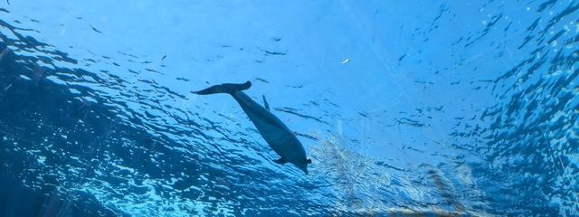  ゆーちゃんさんの壁紙画像