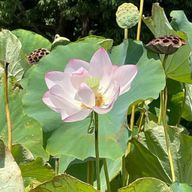 GKさんのアイコン画像