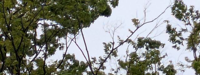 りのかさんの壁紙画像