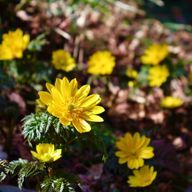 そこら辺の道草さんのアイコン画像