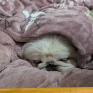 あさんのアイコン画像