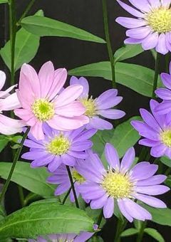 4話までに収まるように書きます