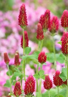 ジャックフロスト