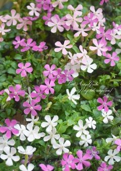 やけくそ、だったはずなのに