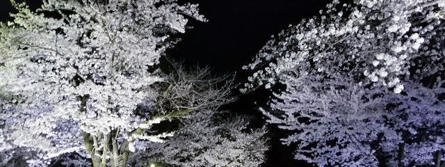   柚 茶 ．さんの壁紙画像