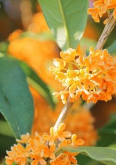 金木犀の香りに誘われて＿＿＿＿