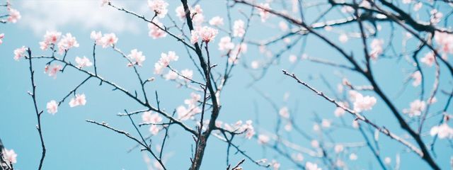 ✨藪雨 光✨さんの壁紙画像