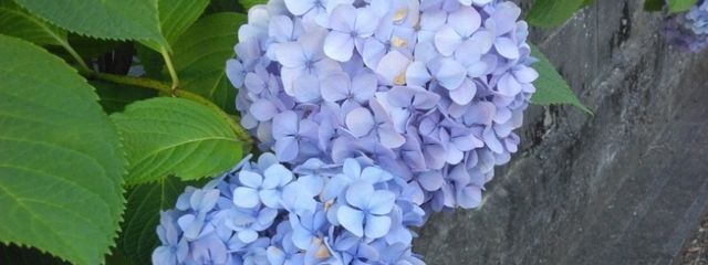 笑恋(にこ)   #😊💕‪💡‬  #笑う天使は さんの壁紙画像