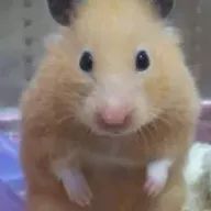 さーちゃんさんのアイコン画像