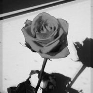 auluさんのアイコン画像