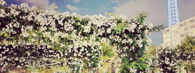 halさんの壁紙画像