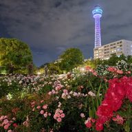 halさんのアイコン画像