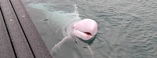 雨飴さんの壁紙画像