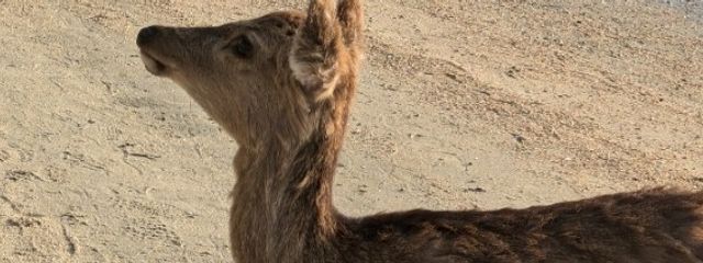 みそしる＠フォロバ100％さんの壁紙画像