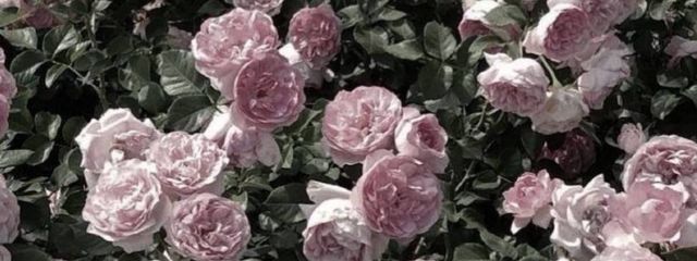 mokkaさんの壁紙画像