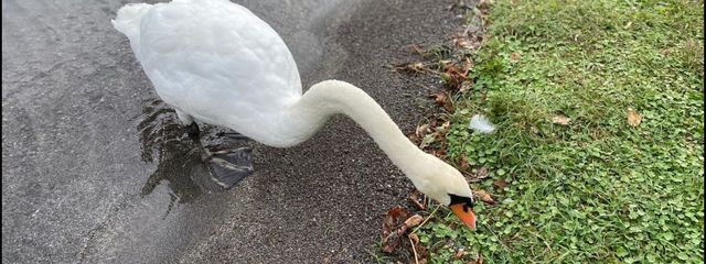  䴇  ))たやぁさんの壁紙画像