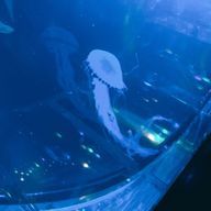 おさかなさんのアイコン画像