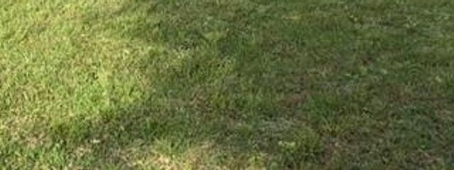 そのへんの雑草Eさんの壁紙画像