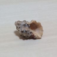 CPさんのアイコン画像