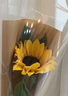 ファンタの紅一点