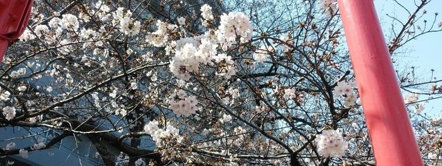 Suzuさんの壁紙画像