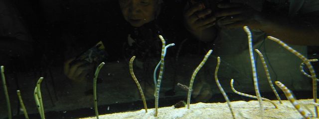 Suzuさんの壁紙画像