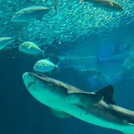 ゆら🐝さんのアイコン画像