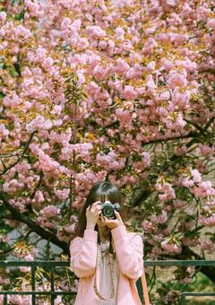 また桜が落ちる前に