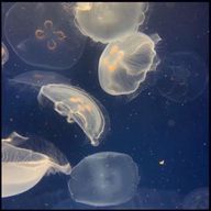 翠色さんのアイコン画像