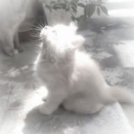 Aqua Flower Entertainmentさんのアイコン画像